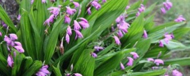 朱兰插图 朱兰插图