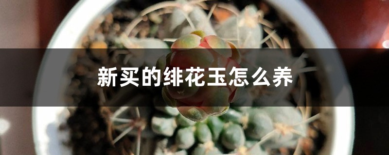 绯花玉插图