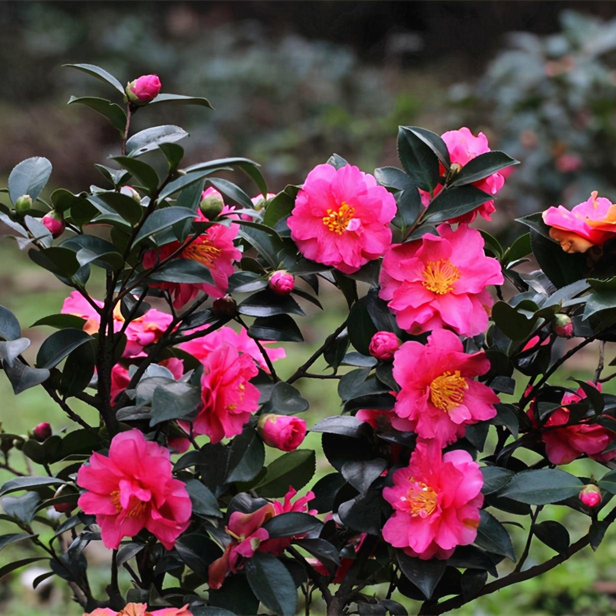 茶花开完花以后怎么修剪，茶花开后的修剪方法插图4