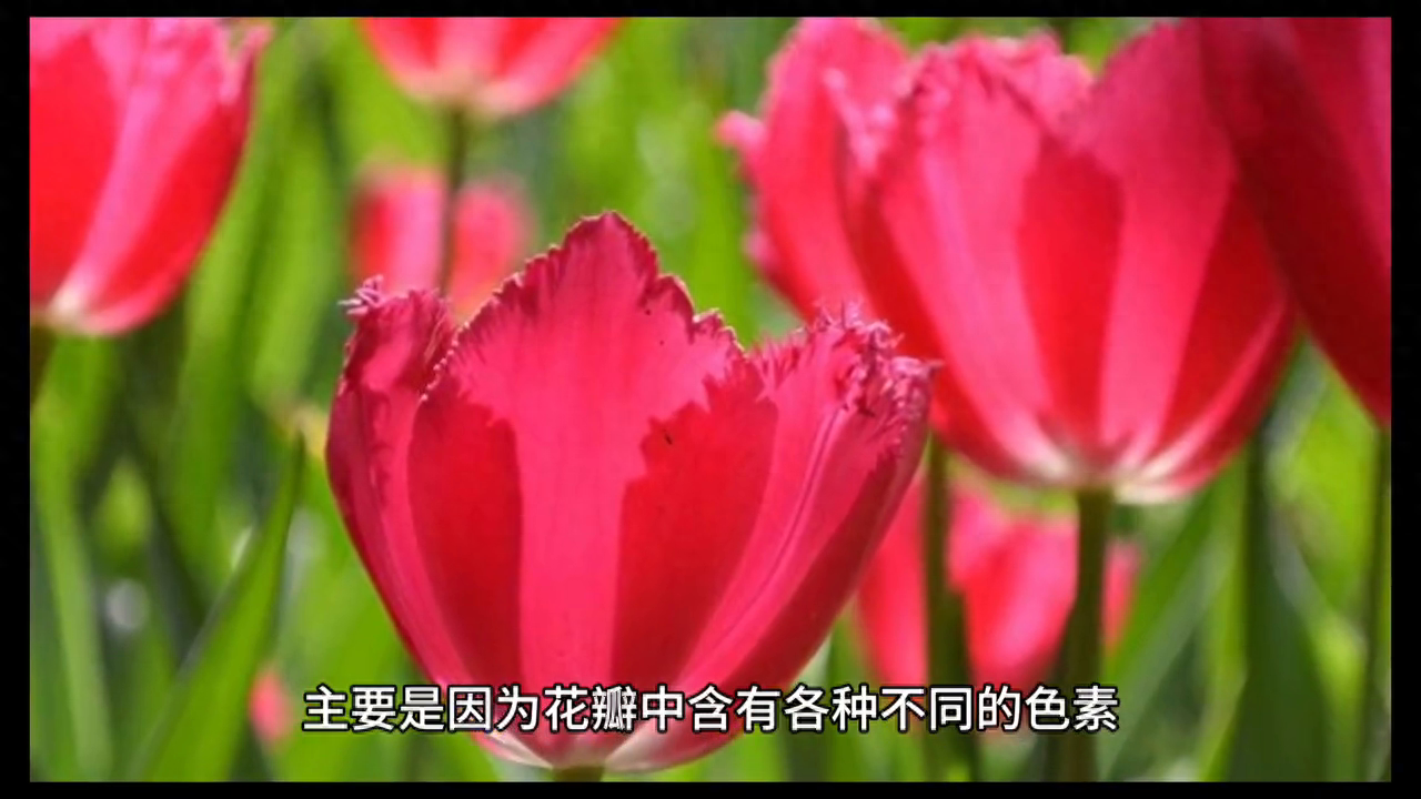 花为何有各种颜色，花为什么是五颜六色的科学解释插图