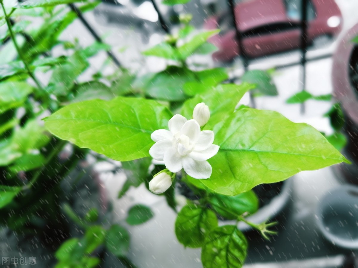 茉莉花开花就掉怎么回事？茉莉花容易掉花苞原因及解决办法插图2