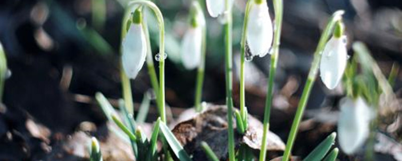 雪滴花插图