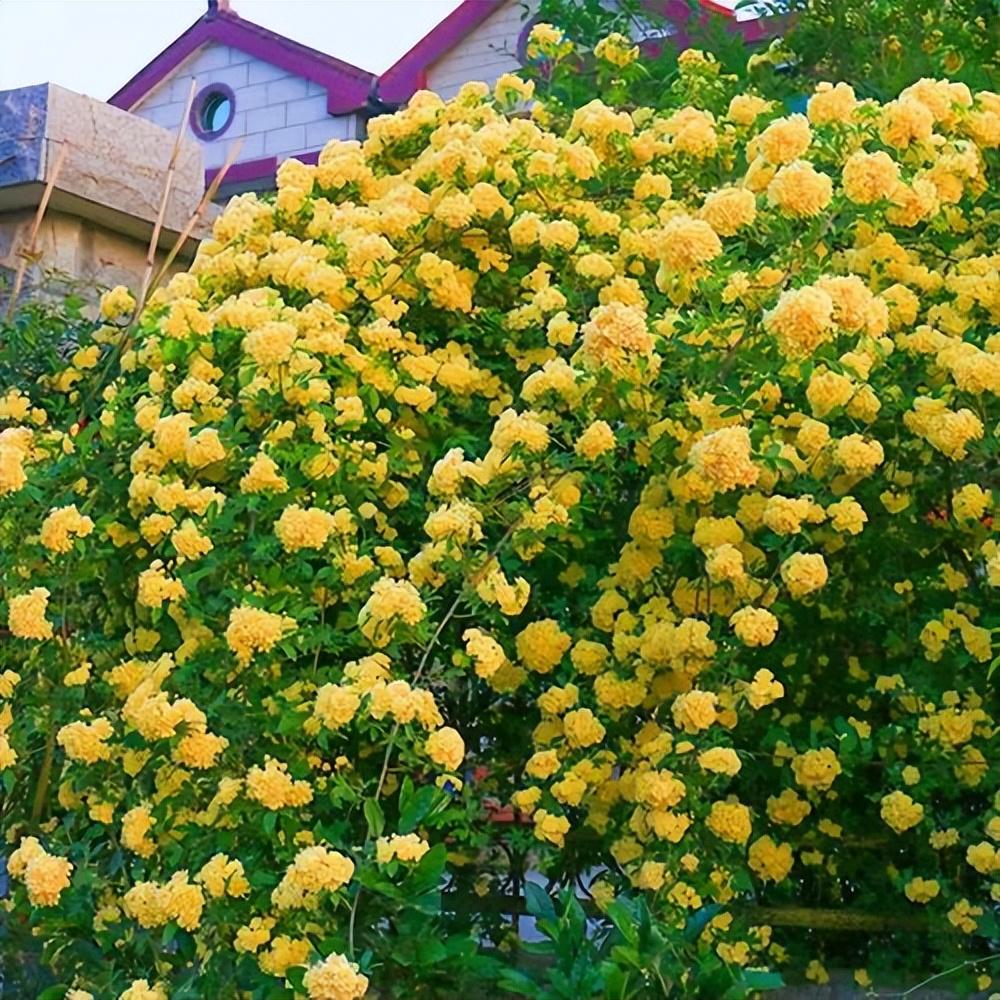 黄木香花的种植养护方法插图1