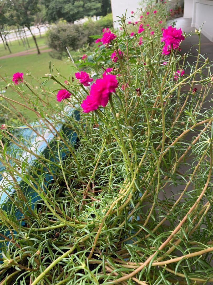 太阳花是不是向日葵（太阳花和向日葵是同一种植物吗）插图2