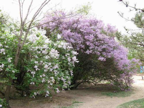 丁香是什么样子的（丁香花图片和资料介绍）插图2