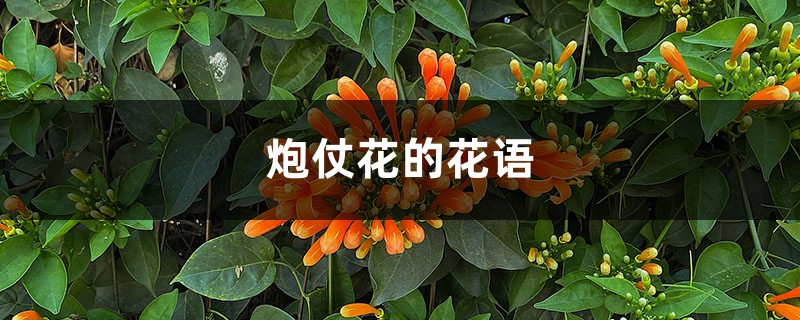 炮仗花插图