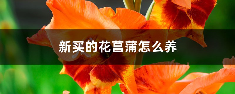 花菖蒲插图