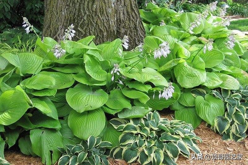 院子背阴的地方适合种什么（适合庭院种植的6种耐阴植物推荐）插图8