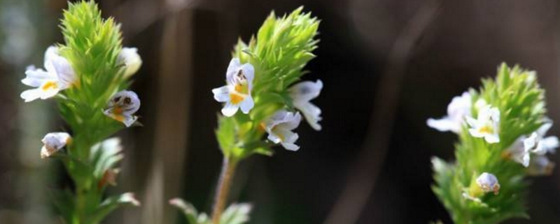 小米草插图