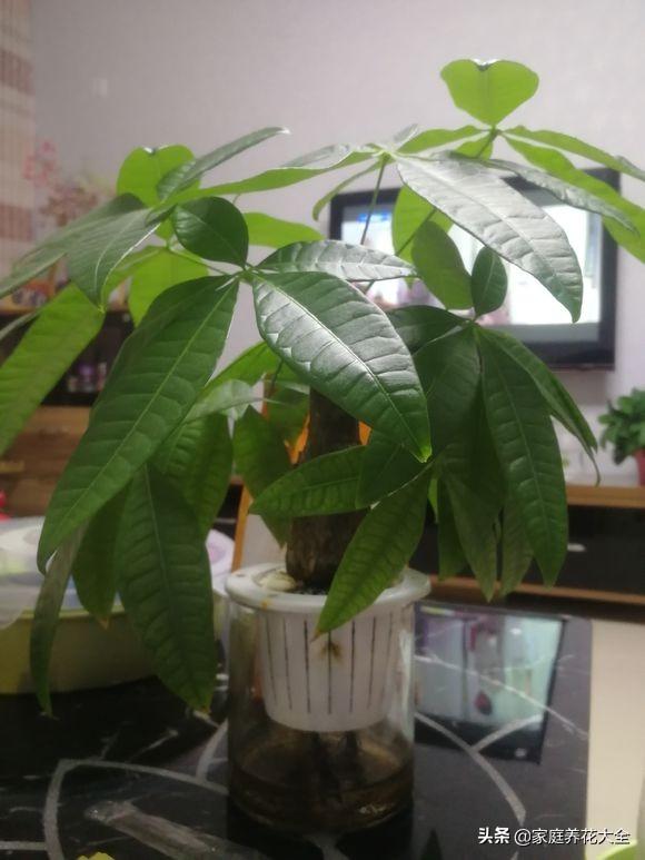 植物烂根最好的处理方法（植物的烂根原因和治疗方法总结）插图10