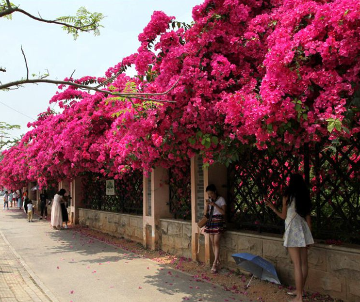 三角梅一年四季都开花吗，三角梅怎么养才能四季开花？插图2