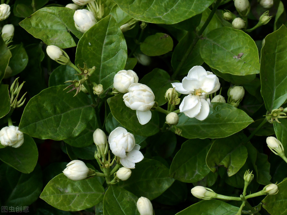 茉莉花开花就掉怎么回事？茉莉花容易掉花苞原因及解决办法插图1