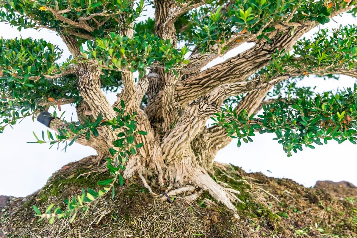 盘点庭院十大吉祥之树（家里种这10种树风水最好）插图13