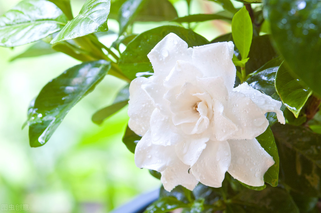 茉莉花开花就掉怎么回事？茉莉花容易掉花苞原因及解决办法插图