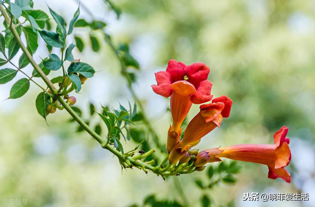 送妈妈应该送什么花（母亲节和生日送什么花合适）插图3