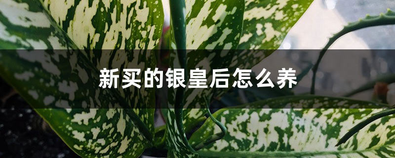 银皇后插图