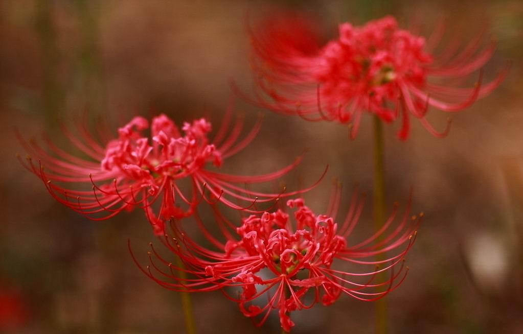 彼岸花的寓意和花语（关于彼岸花的故事和传说）插图2