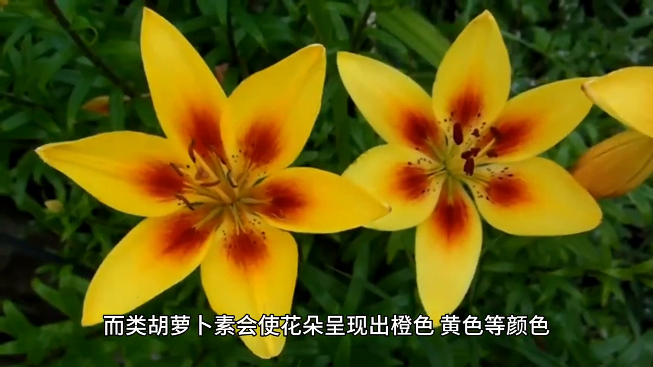 花为何有各种颜色，花为什么是五颜六色的科学解释插图2