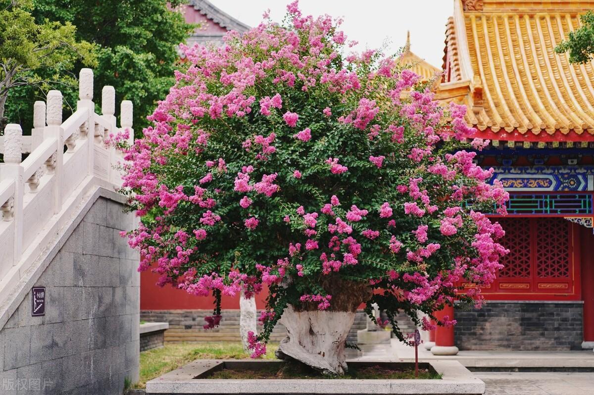 盘点庭院十大吉祥之树（家里种这10种树风水最好）插图12