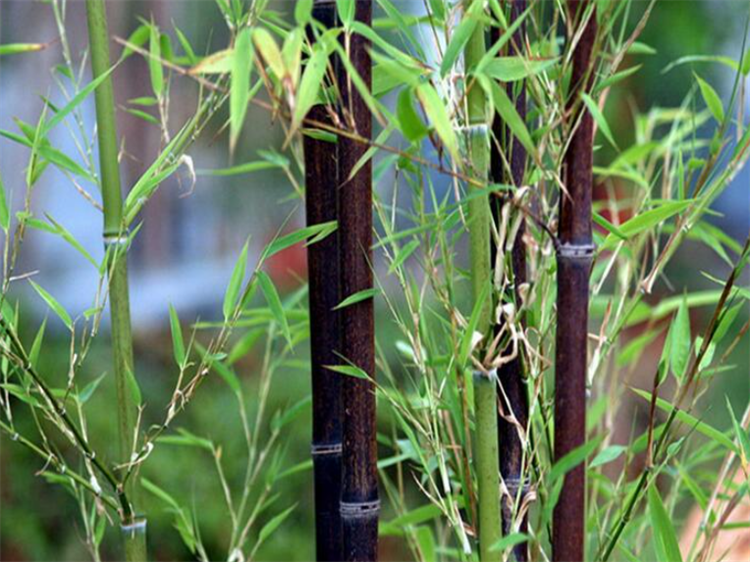 竹子是什么类型的植物（竹子属于木本还是草本）插图3