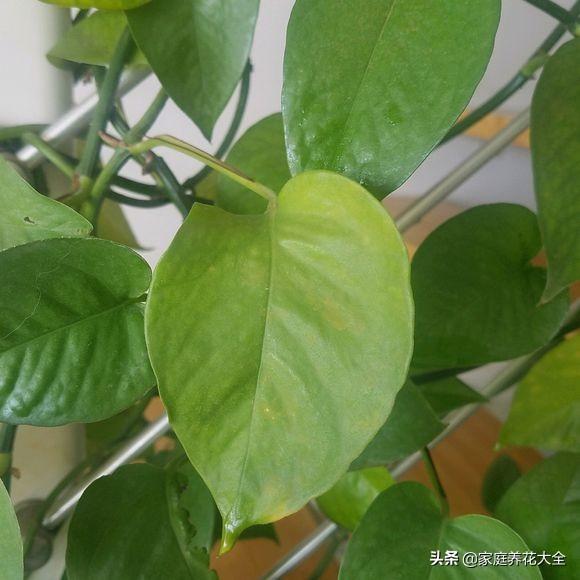 植物烂根最好的处理方法（植物的烂根原因和治疗方法总结）插图