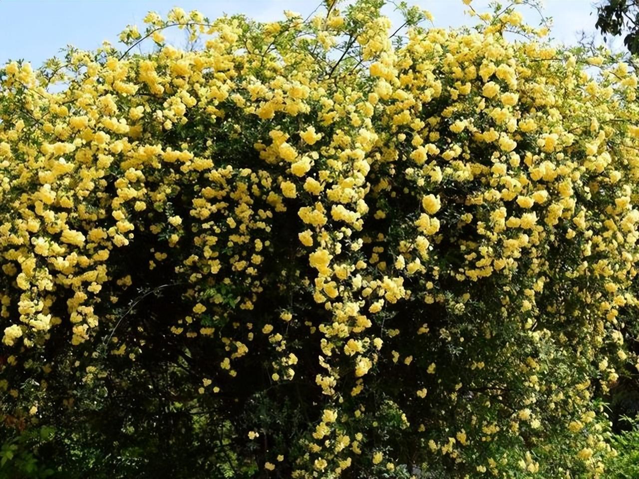 黄木香花的种植养护方法插图13