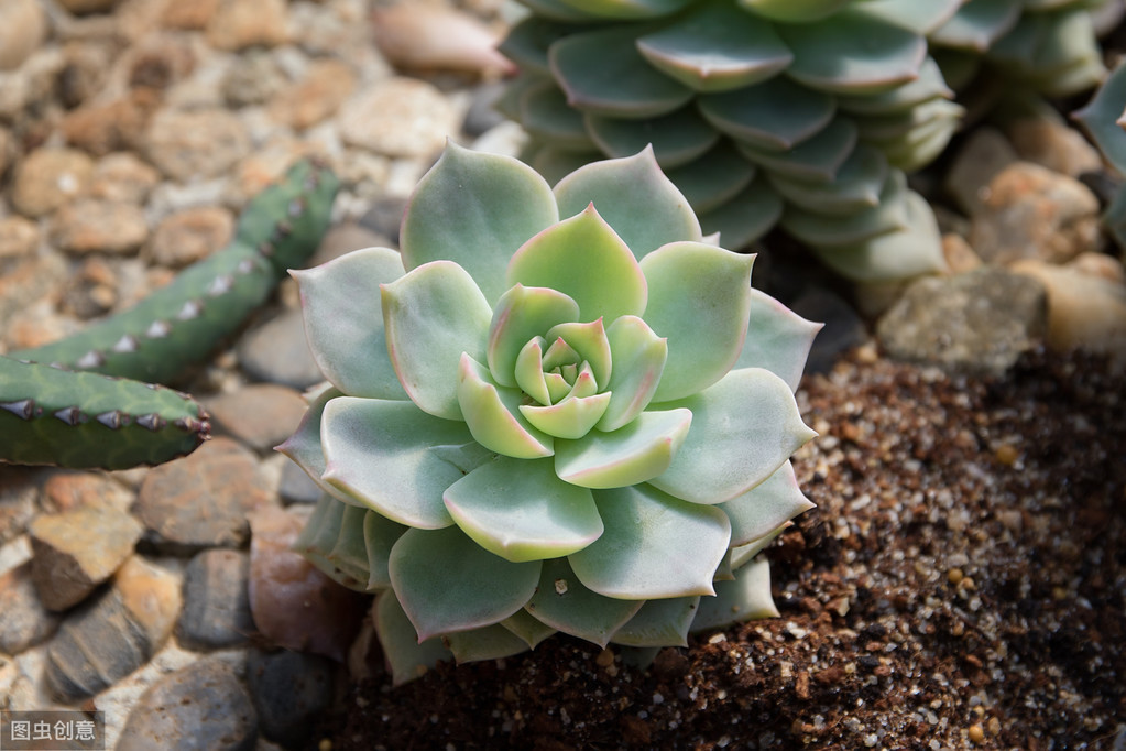 夏天多肉植物怎么养护，多肉怎样度过炎热的夏季？插图2