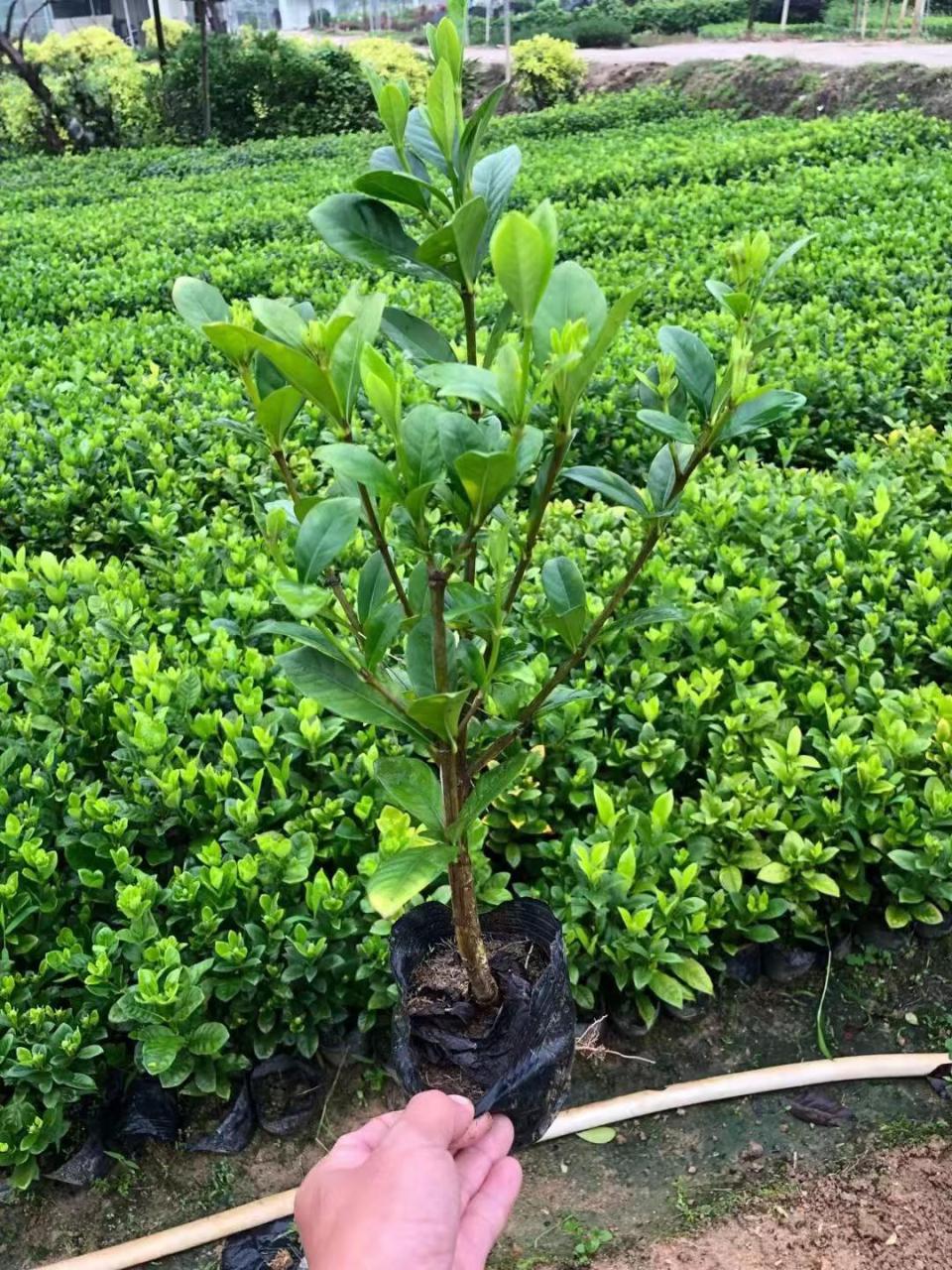 栀子花什么时候种植最好，栀子花最佳种植时间插图