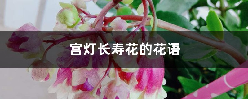 宫灯长寿花插图