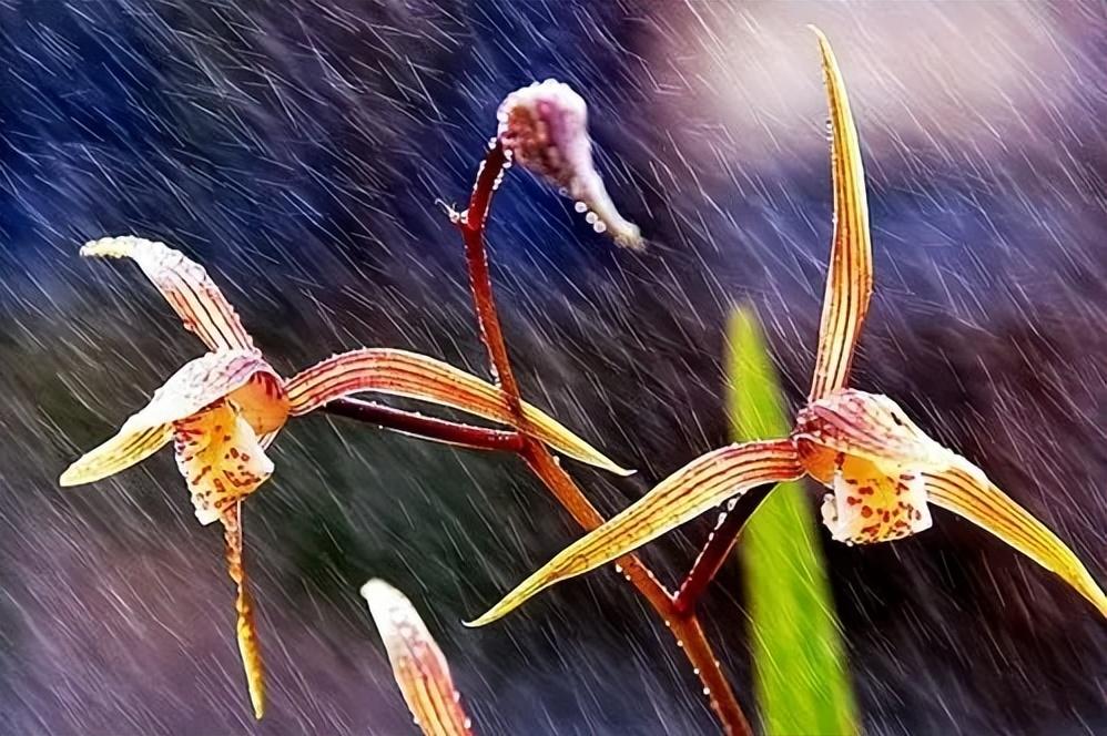 兰花可以淋雨水吗，兰花淋雨有什么好处和哪种情况下不能淋雨？插图1