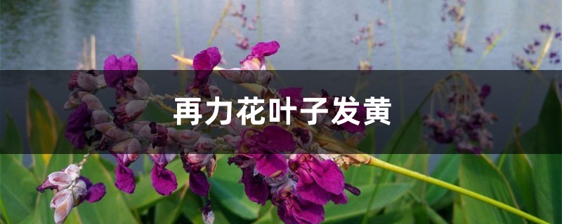 再力花插图