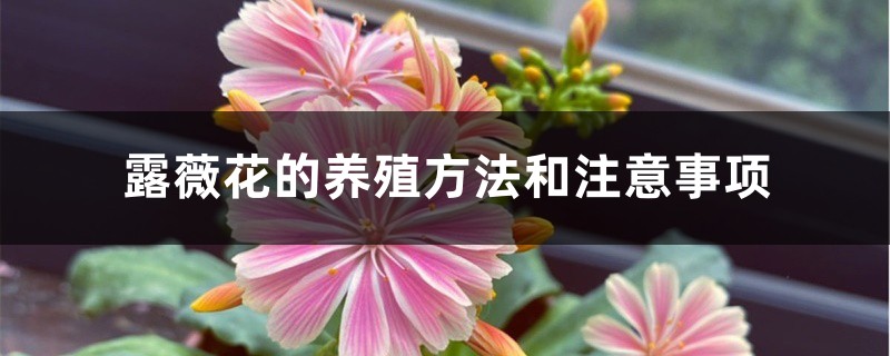 露薇花插图