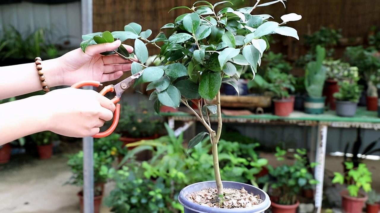 茶花开完花以后怎么修剪，茶花开后的修剪方法插图