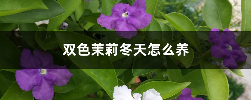 双色茉莉插图