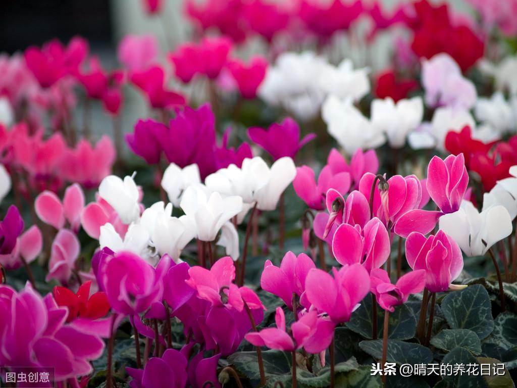 仙客来花期怎样浇水最好？仙客来浇水注意事项插图2