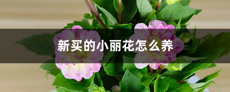 小丽花插图