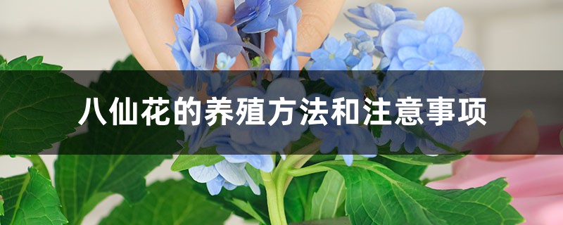 八仙花插图