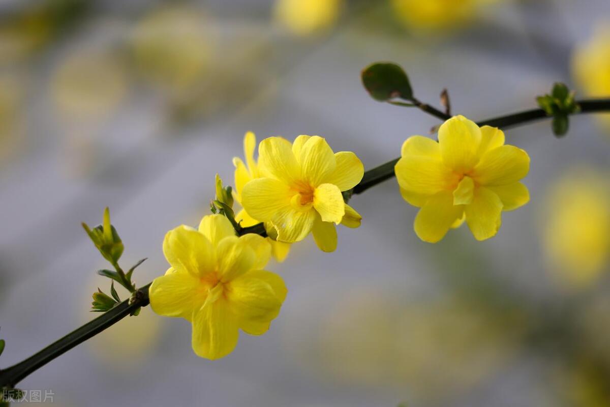 先开花后长叶是什么花，先开花后长叶的植物盘点插图