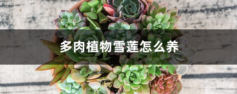 多肉植物雪莲插图