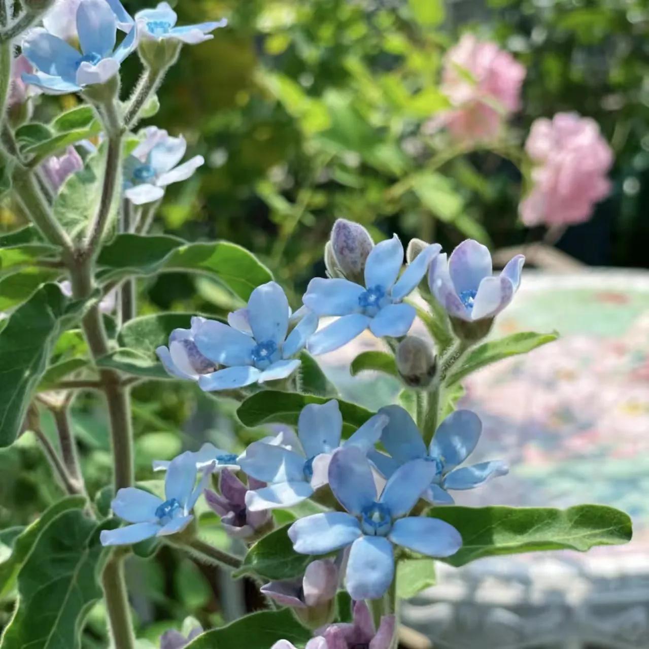 蓝星花的花语是什么意思插图1