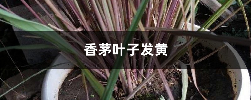 香茅插图