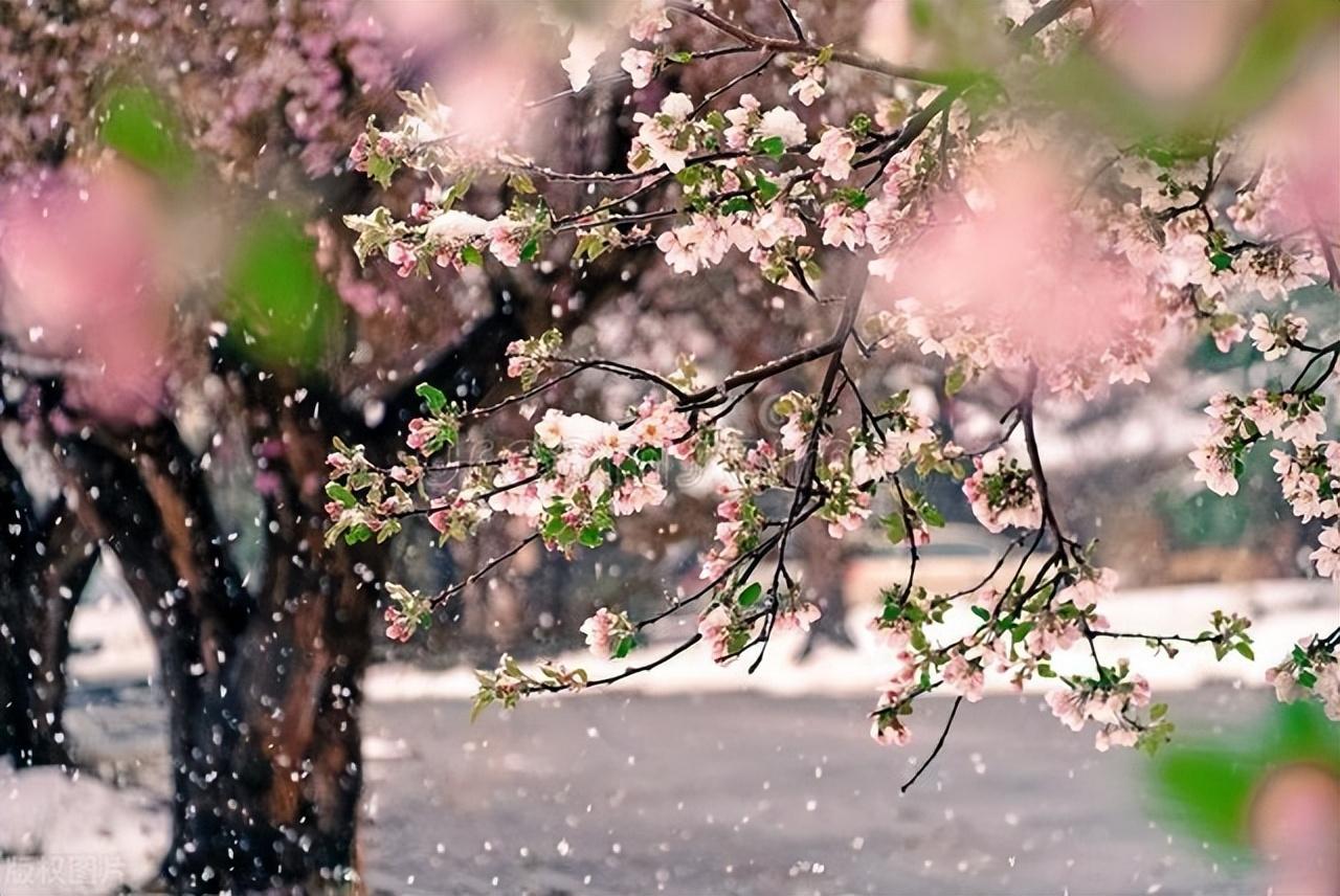 盘点庭院十大吉祥之树（家里种这10种树风水最好）插图6