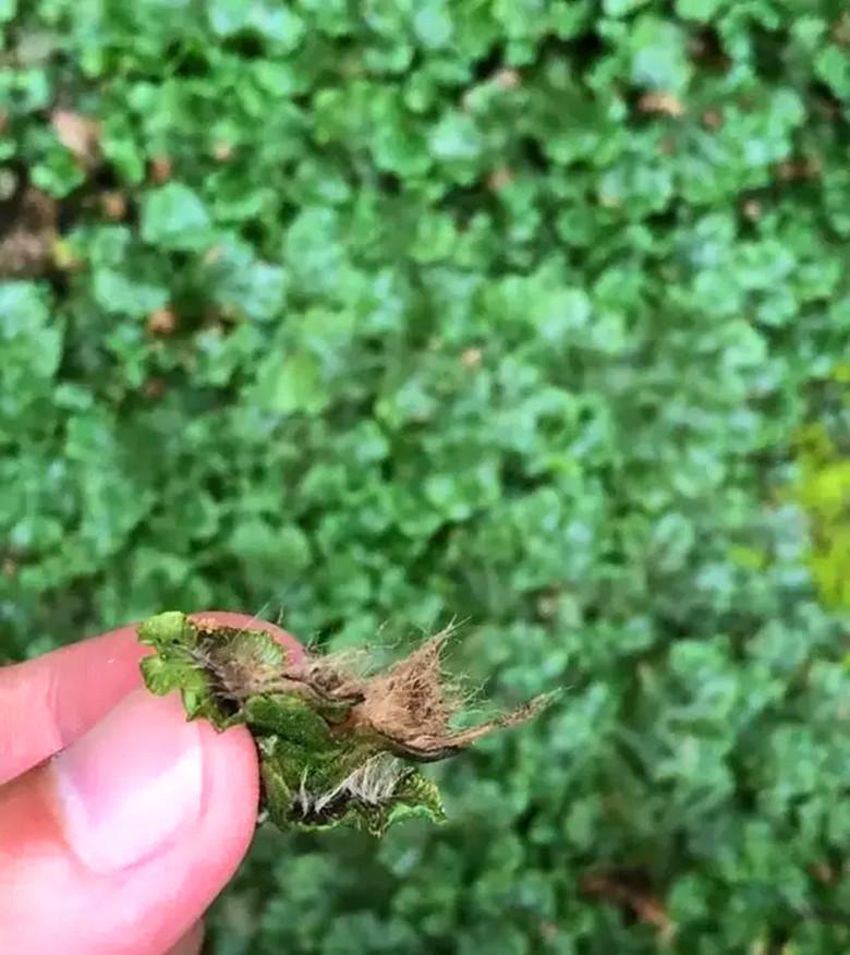 地钱是什么植物（地钱长什么样子图片）插图3