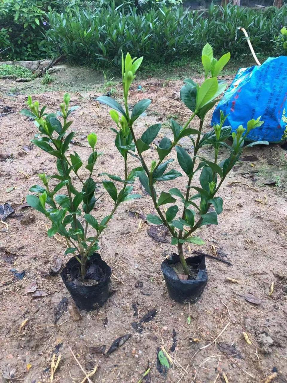 栀子花什么时候种植最好，栀子花最佳种植时间插图1