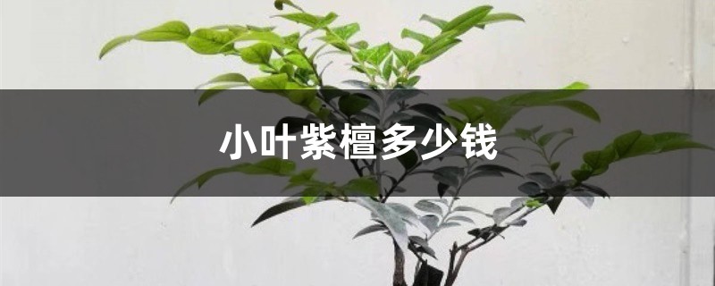 小叶紫檀插图