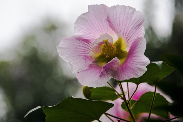 芙蓉花叶子黄了怎么办插图2