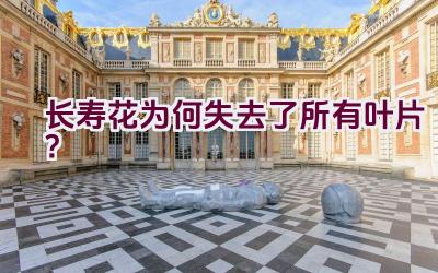 长寿花为何失去了所有叶片?插图 长寿花为何失去了所有叶片?插图