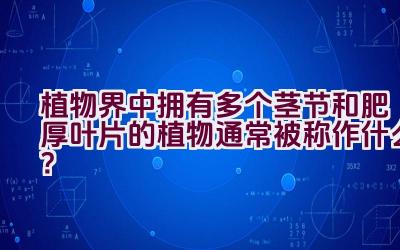 植物界中拥有多个茎节和肥厚叶片的植物通常被称作什么？插图