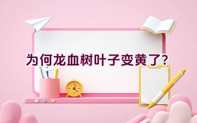 为何龙血树叶子变黄了？插图