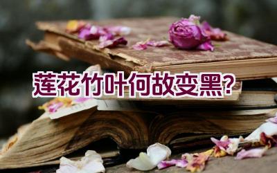 莲花竹叶何故变黑？插图